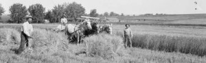 Black and white photograph of three horses and three farmers working in a field