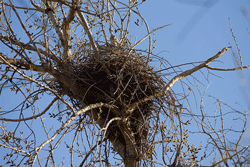 tree nest