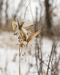 milkweed