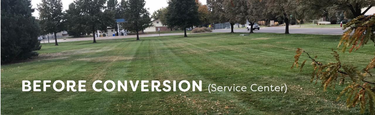 Bluegrass turf with dry spots at the City's Service Center