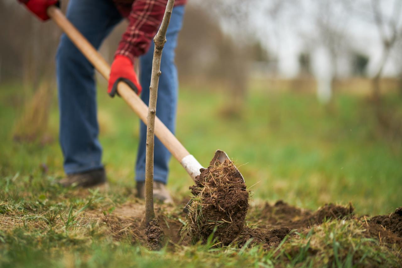 Person planting tree with shovel