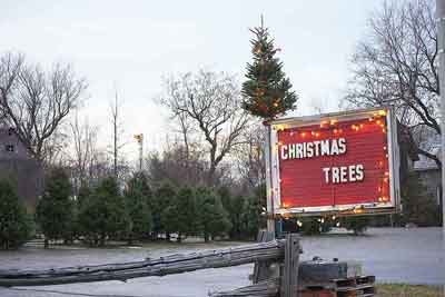 christmas-tree-lot-crop