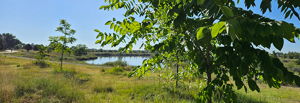 Small trees line the edge of a stream.